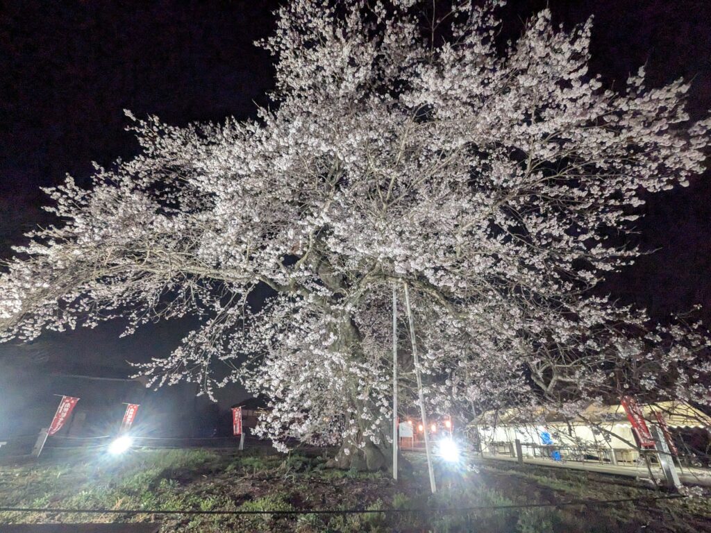 茨城県坂東市　坂東市　歓喜寺　枝垂桜